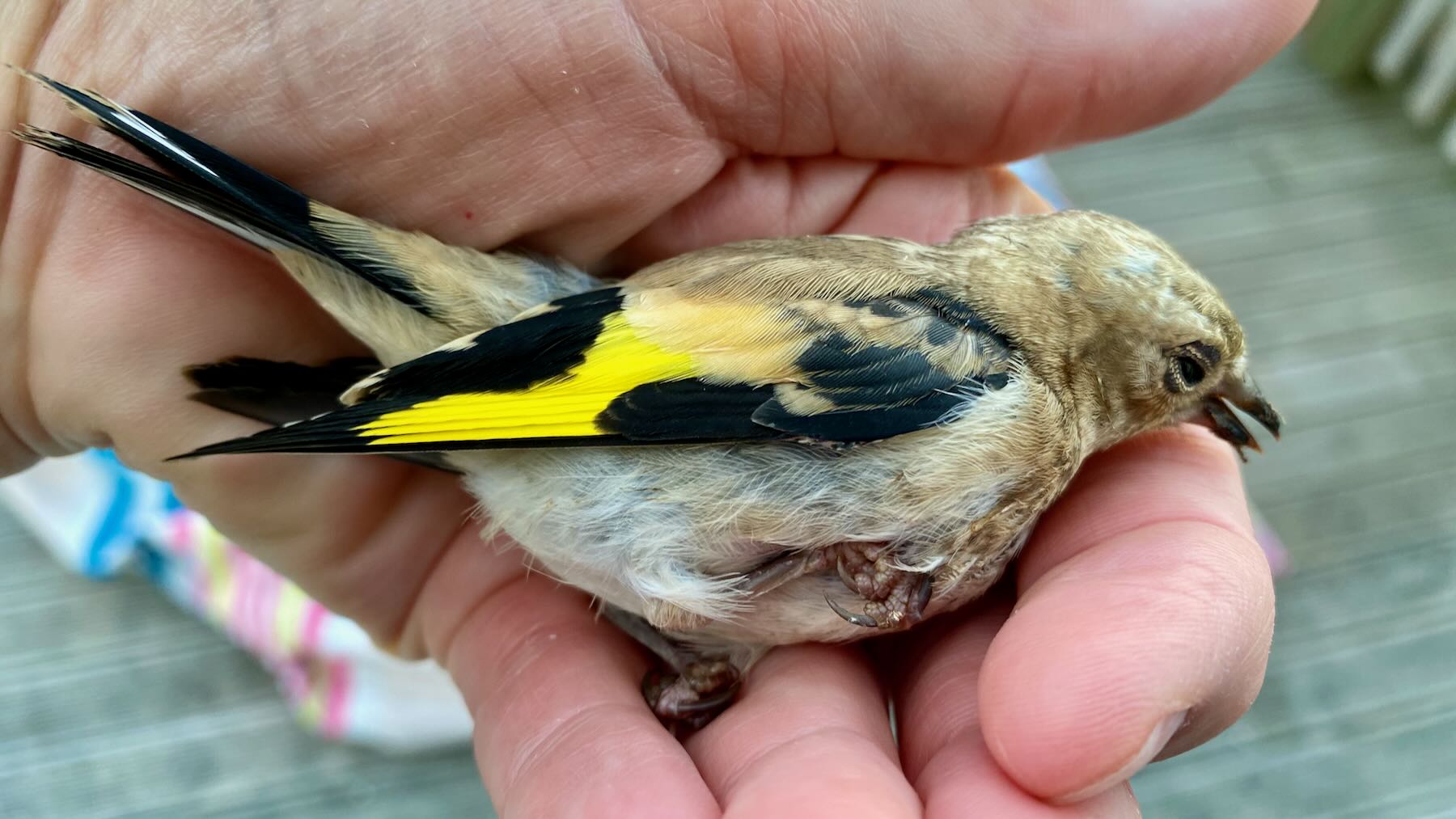 Small stunned bird in hand, with bright yellow wingbars. 
