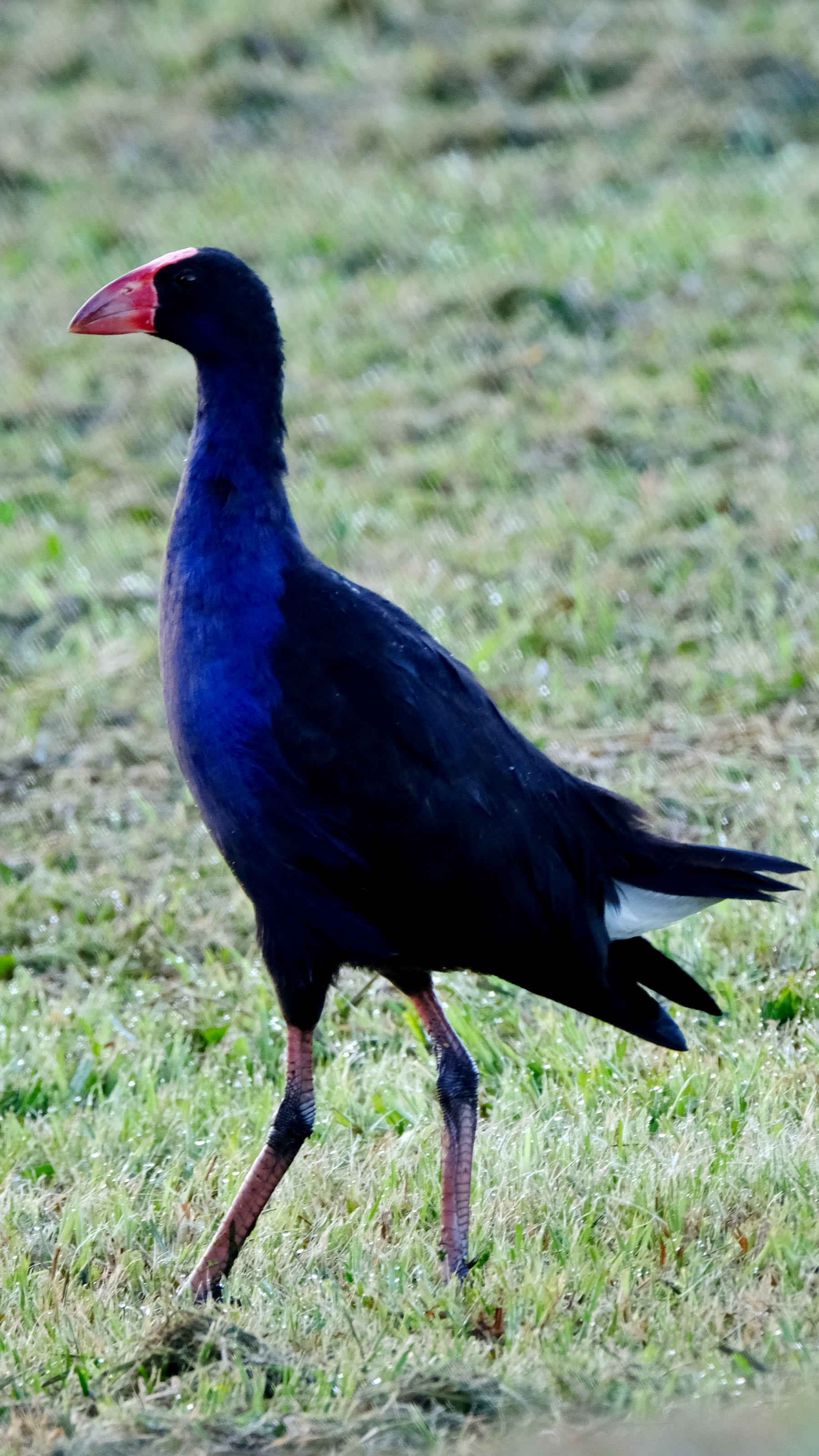 Large bird with vibrant blue body, black wings and red frontal shield standing on grass. 