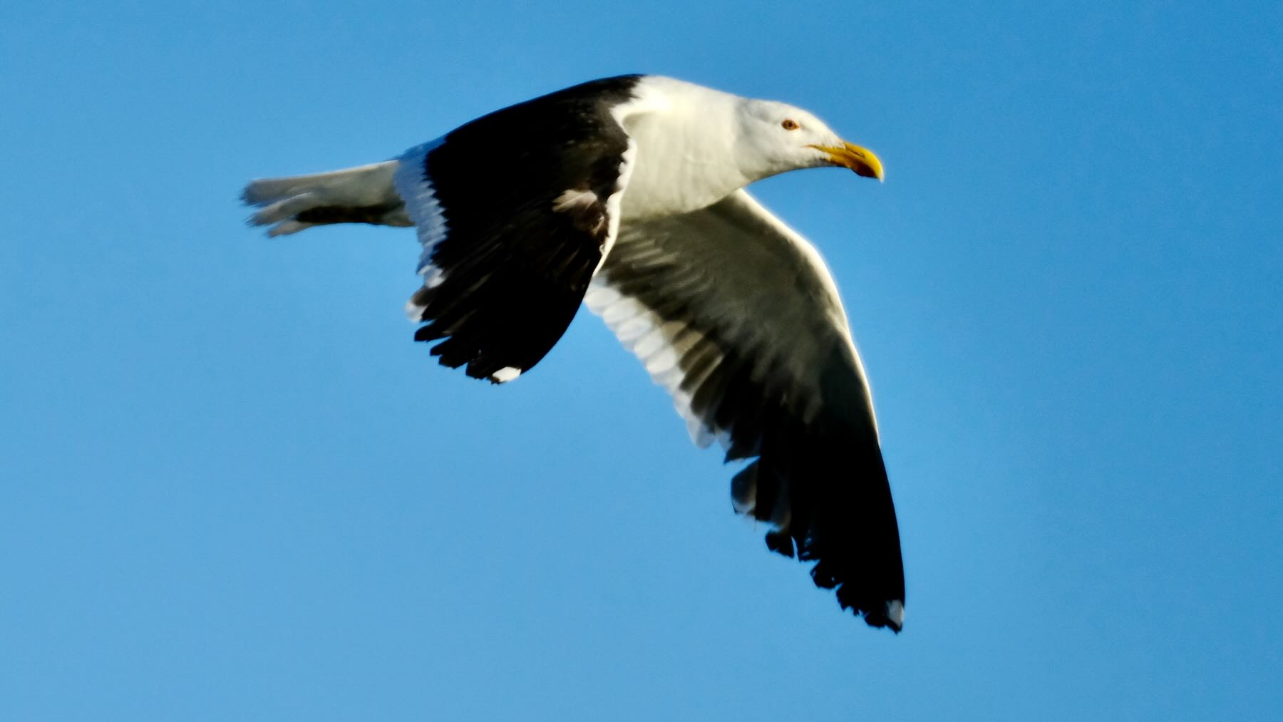Black backed gull in flight with wings down. 