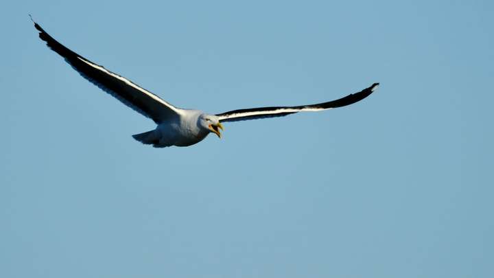 Black backed gull in flight with wings stretched. 