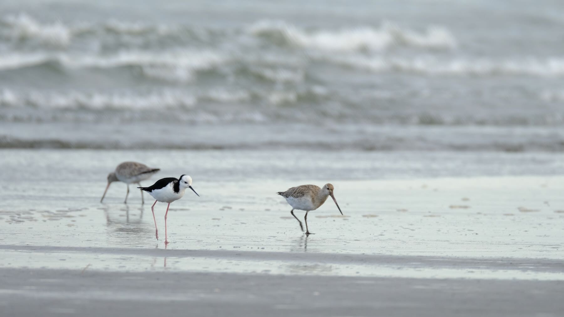 Two Kuaka and a Pied Stilt. 