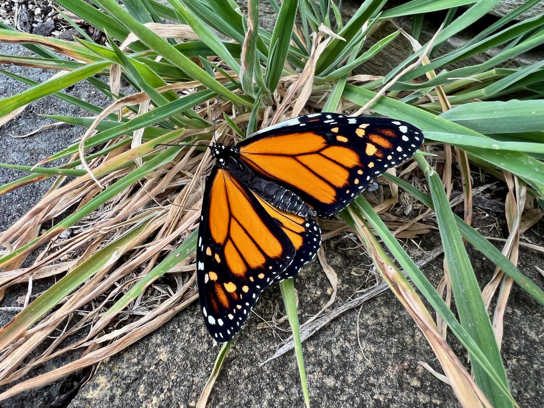 Monarch butterfly with wings spread. 