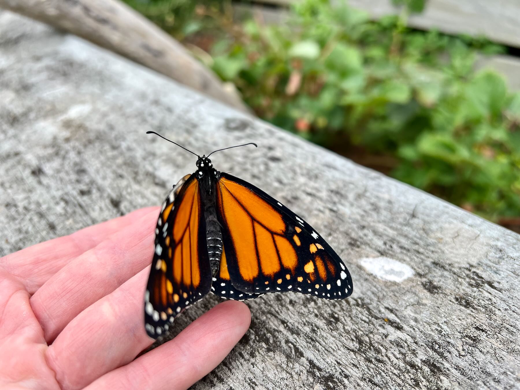 Monarch with wings spread, on my hand. 