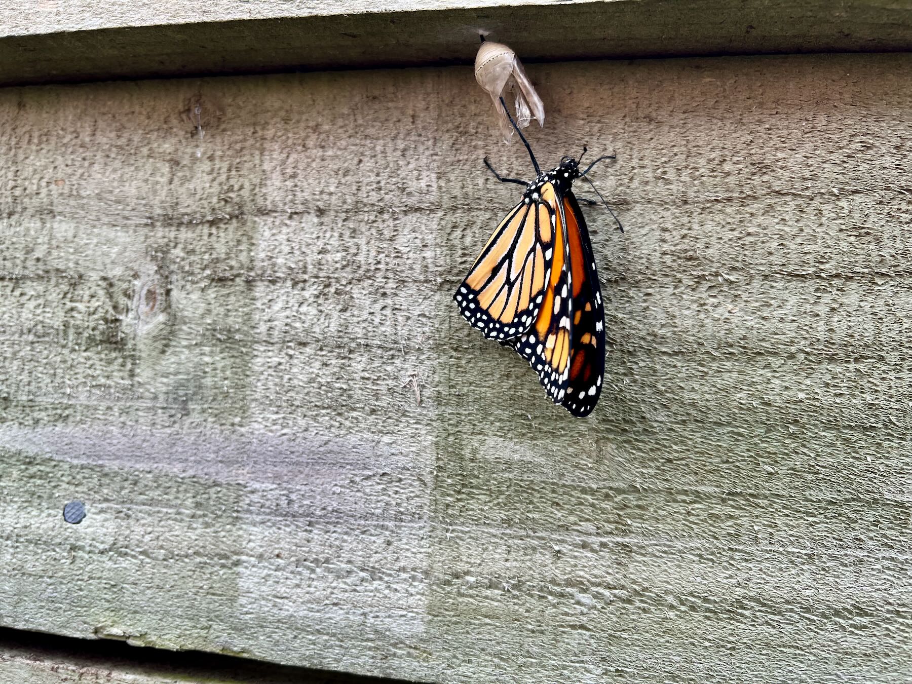 Monarch butterfly that has just exited its chrysalis. 