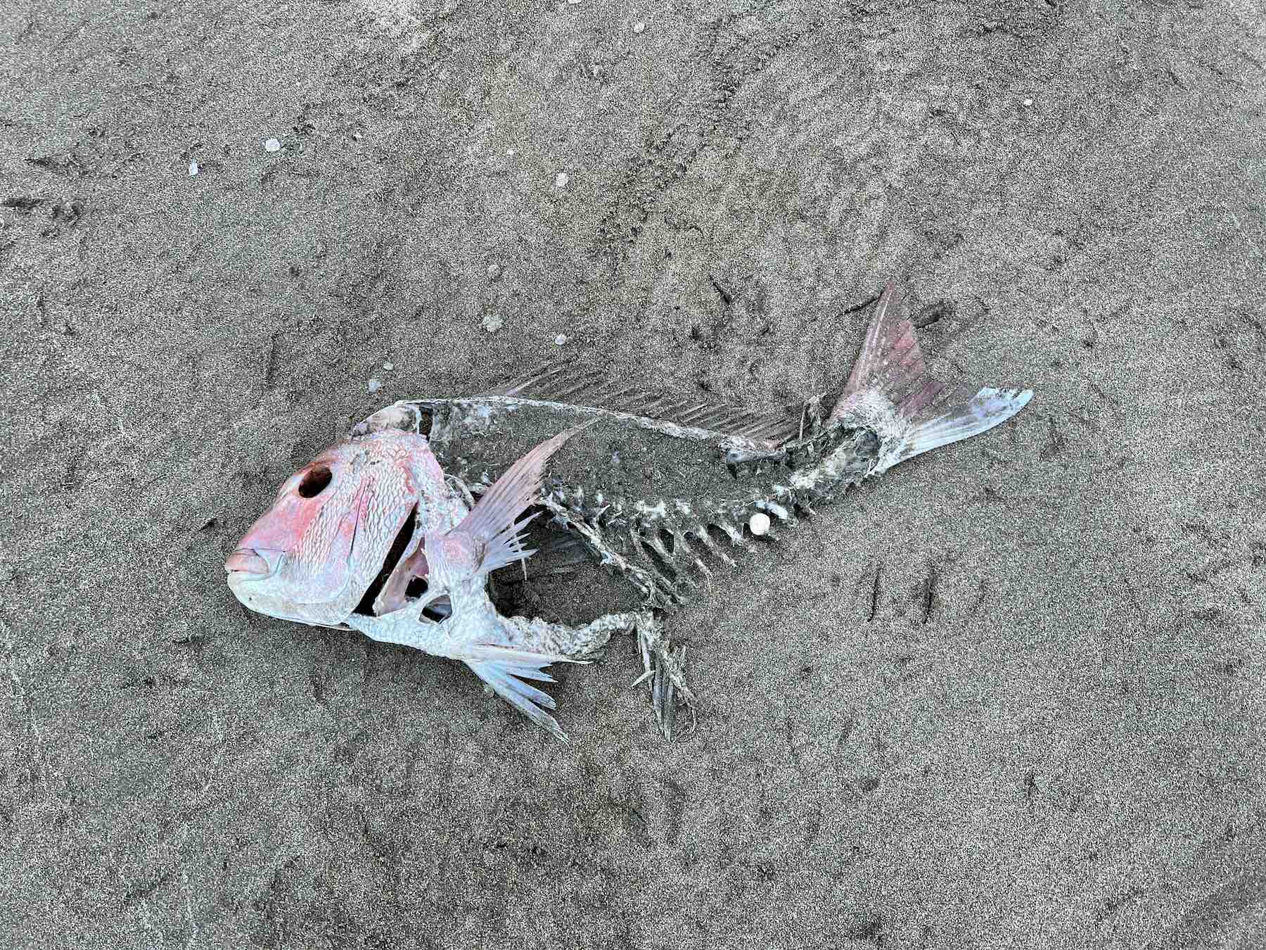 Red-hued large dead fish. 