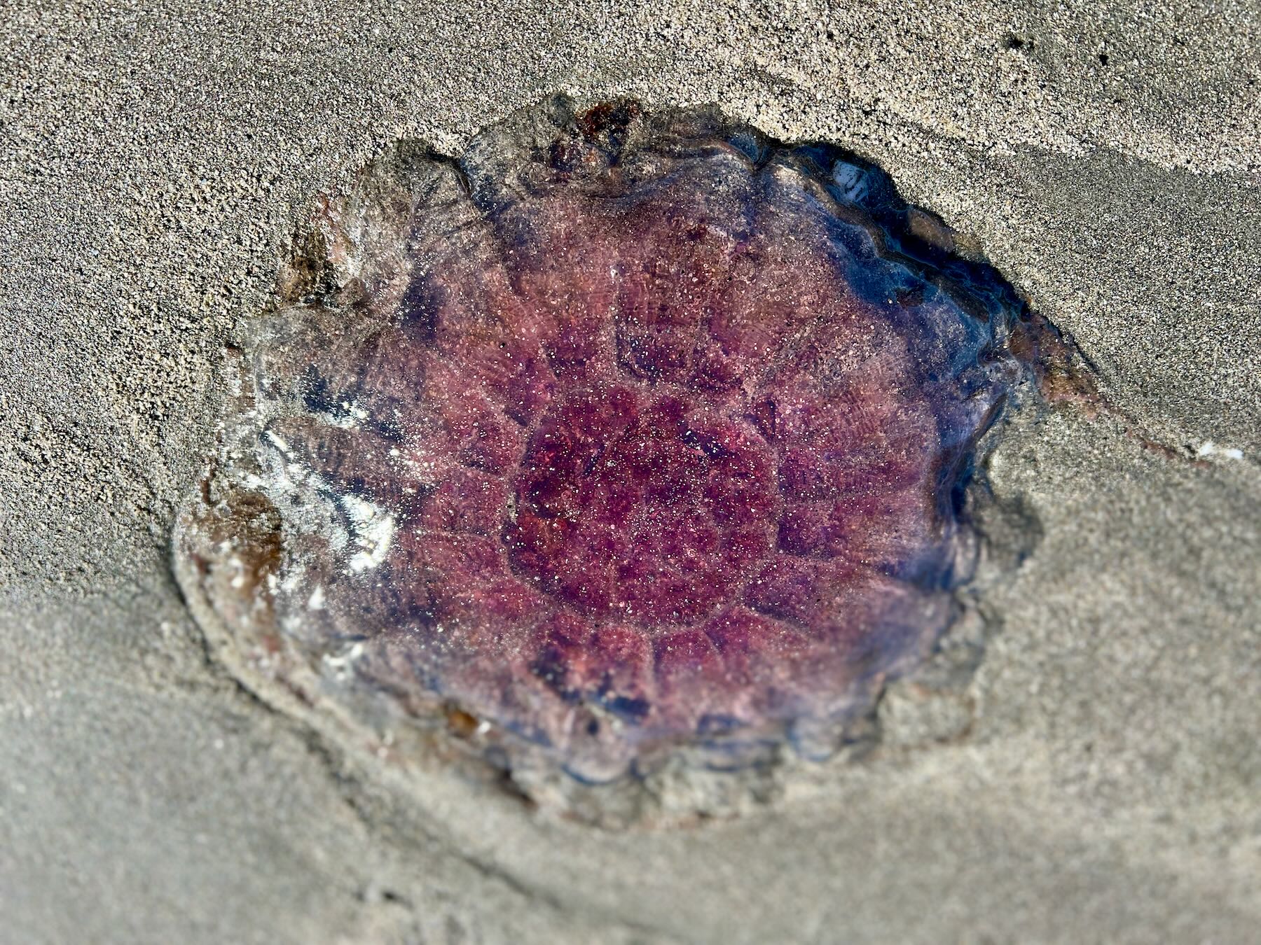 Transparent pink circular jelly on the beach. 