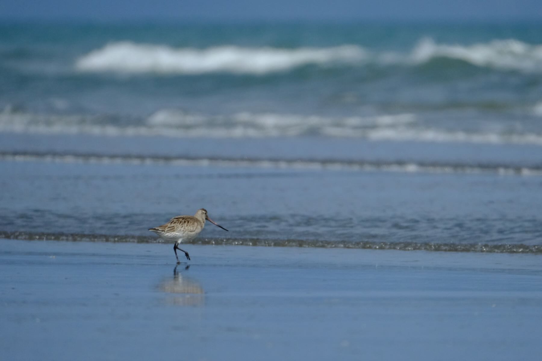 Medium sized long-billed bird walks on wet sand at the beach. 