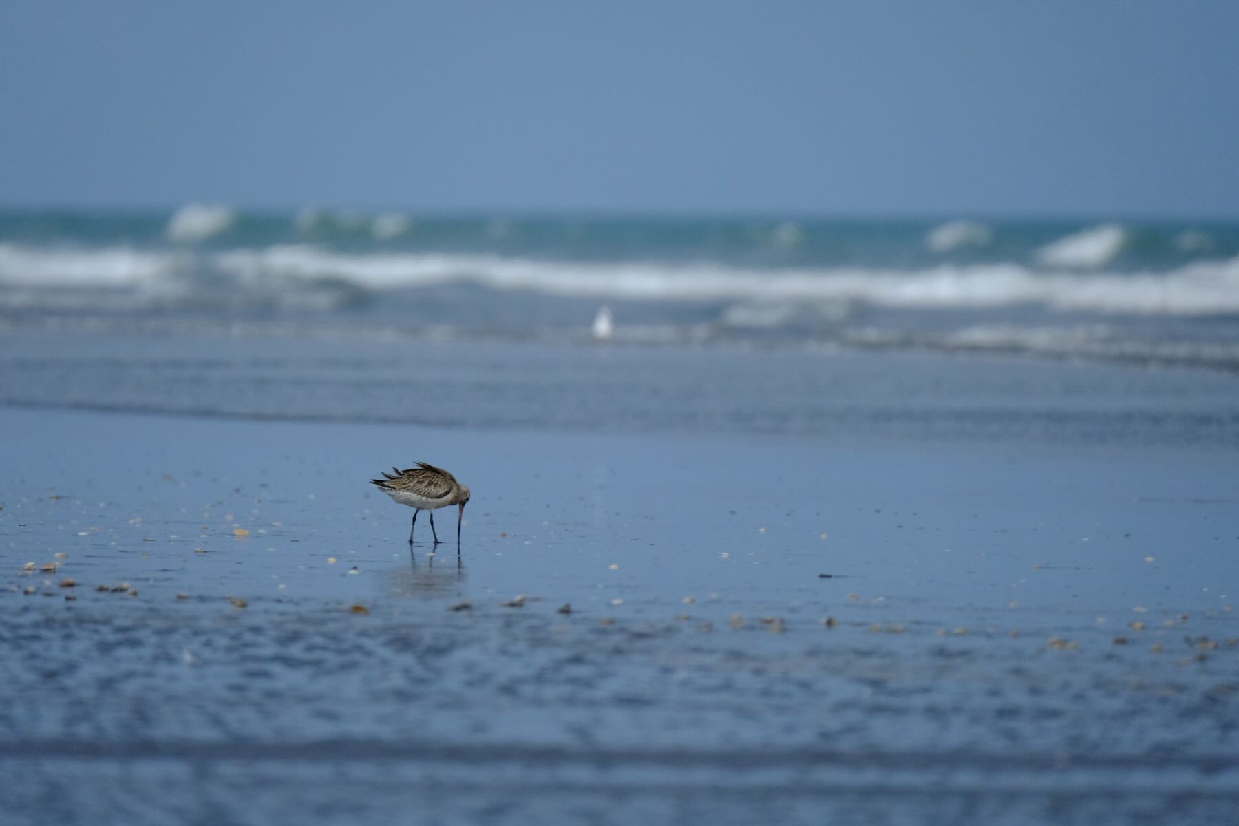 Bird with long beak feeding in wet sand. 