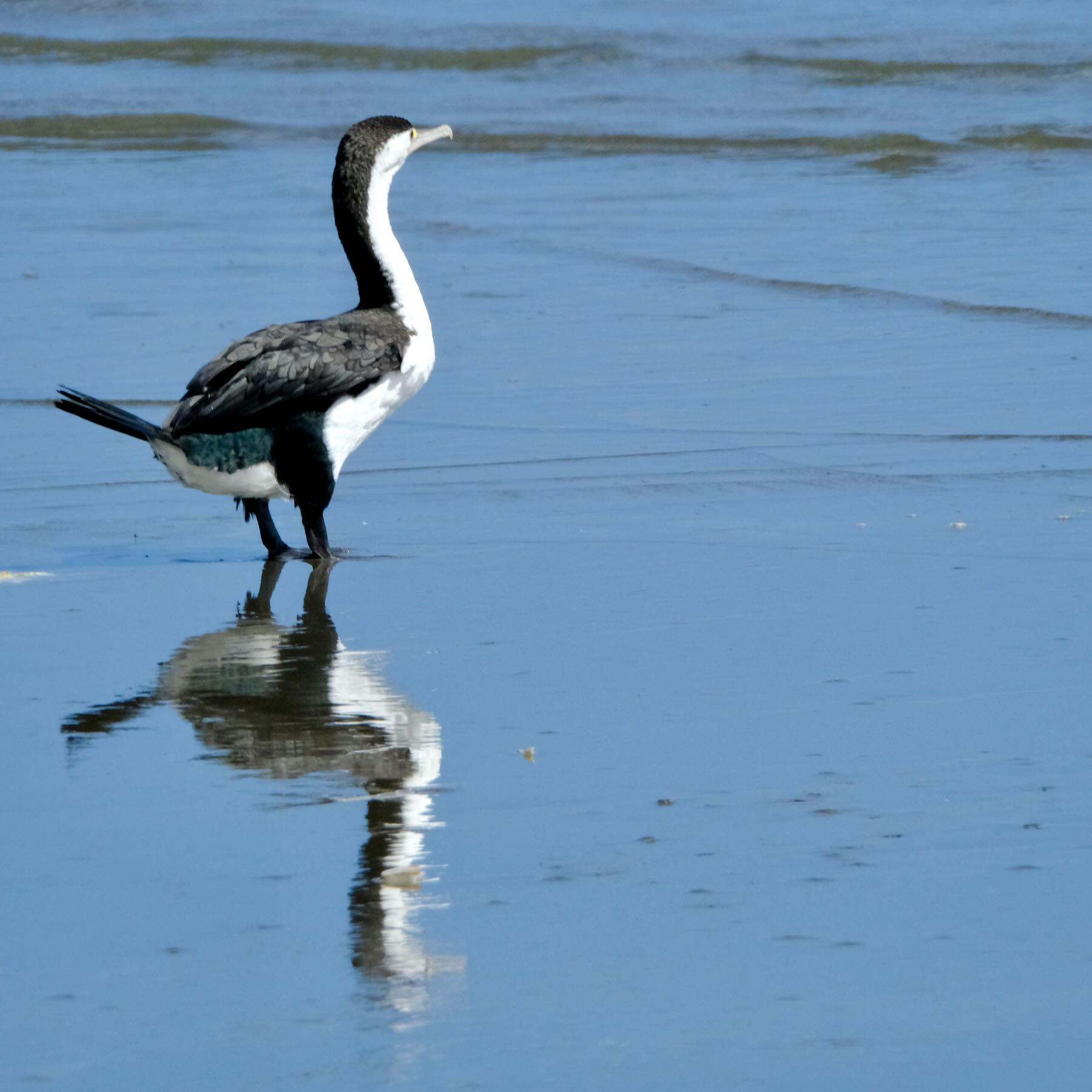 Large black and white bird with wings folded, reflected in wet sand. 