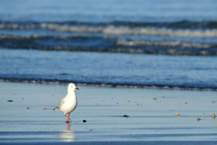 Lone gull walking. 