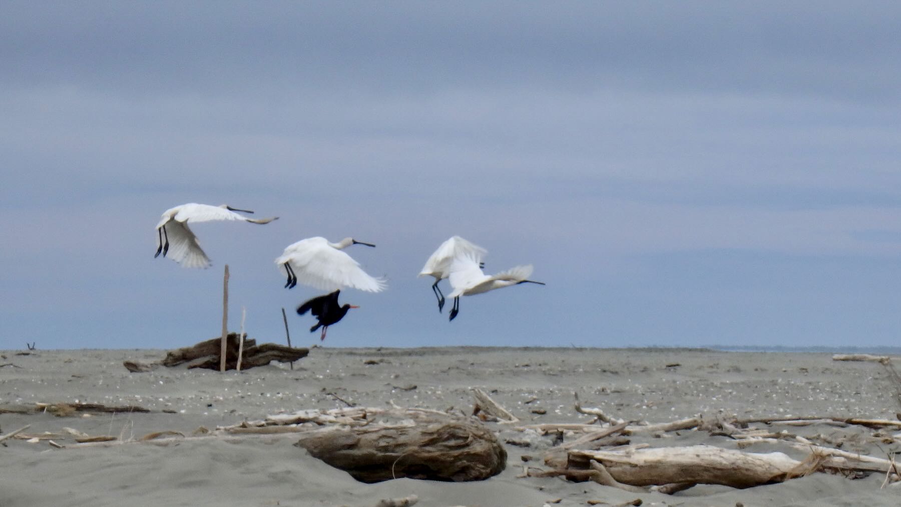 4 spoonbills and an Oystercatcher in flight above the beach. 