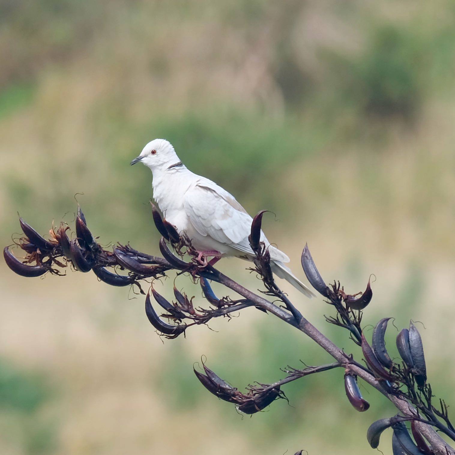 Small white bird with dark ring on the back of the neck.