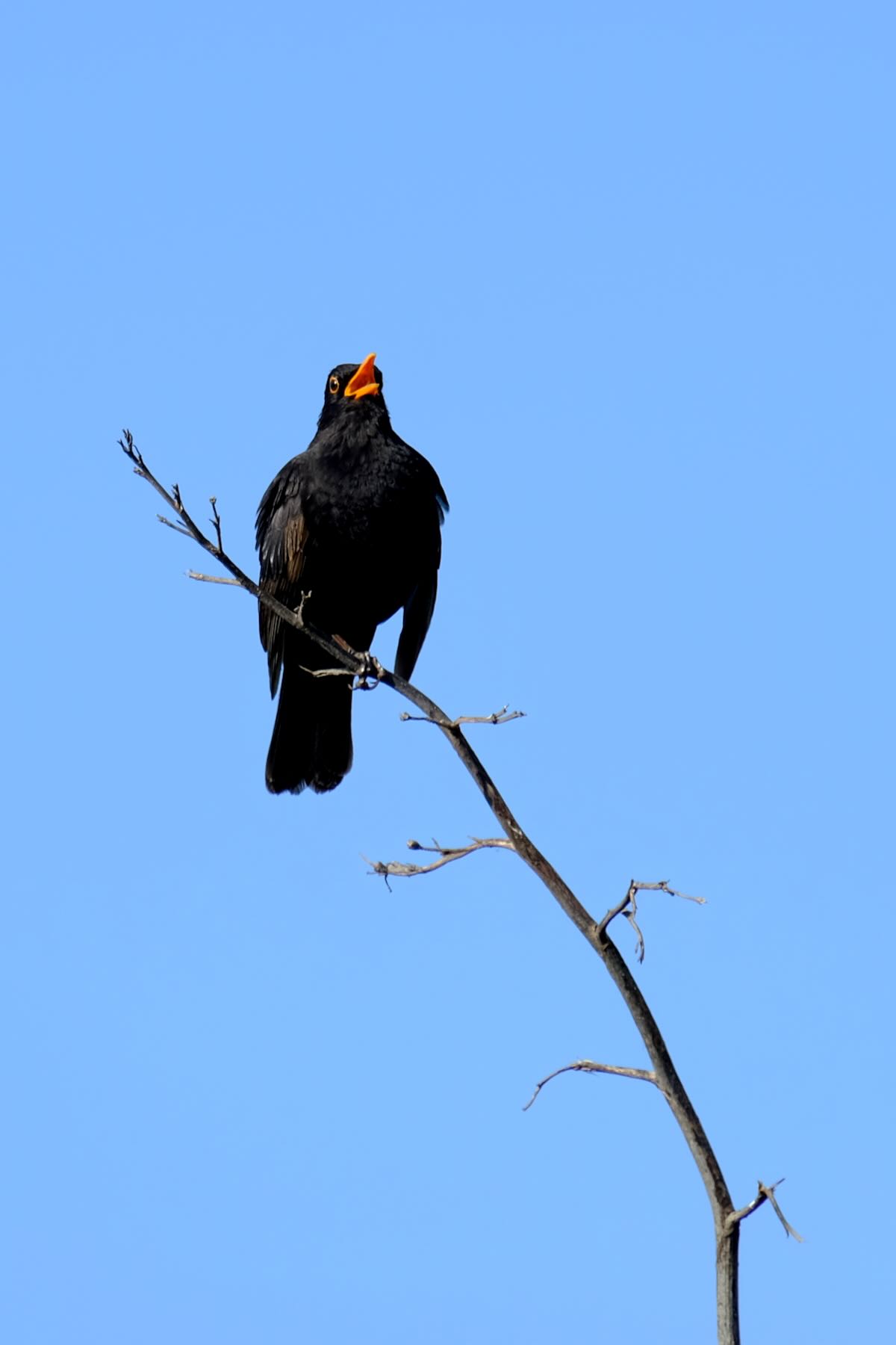 Blackbird singing atop a flax spear, with blue sky behind. 