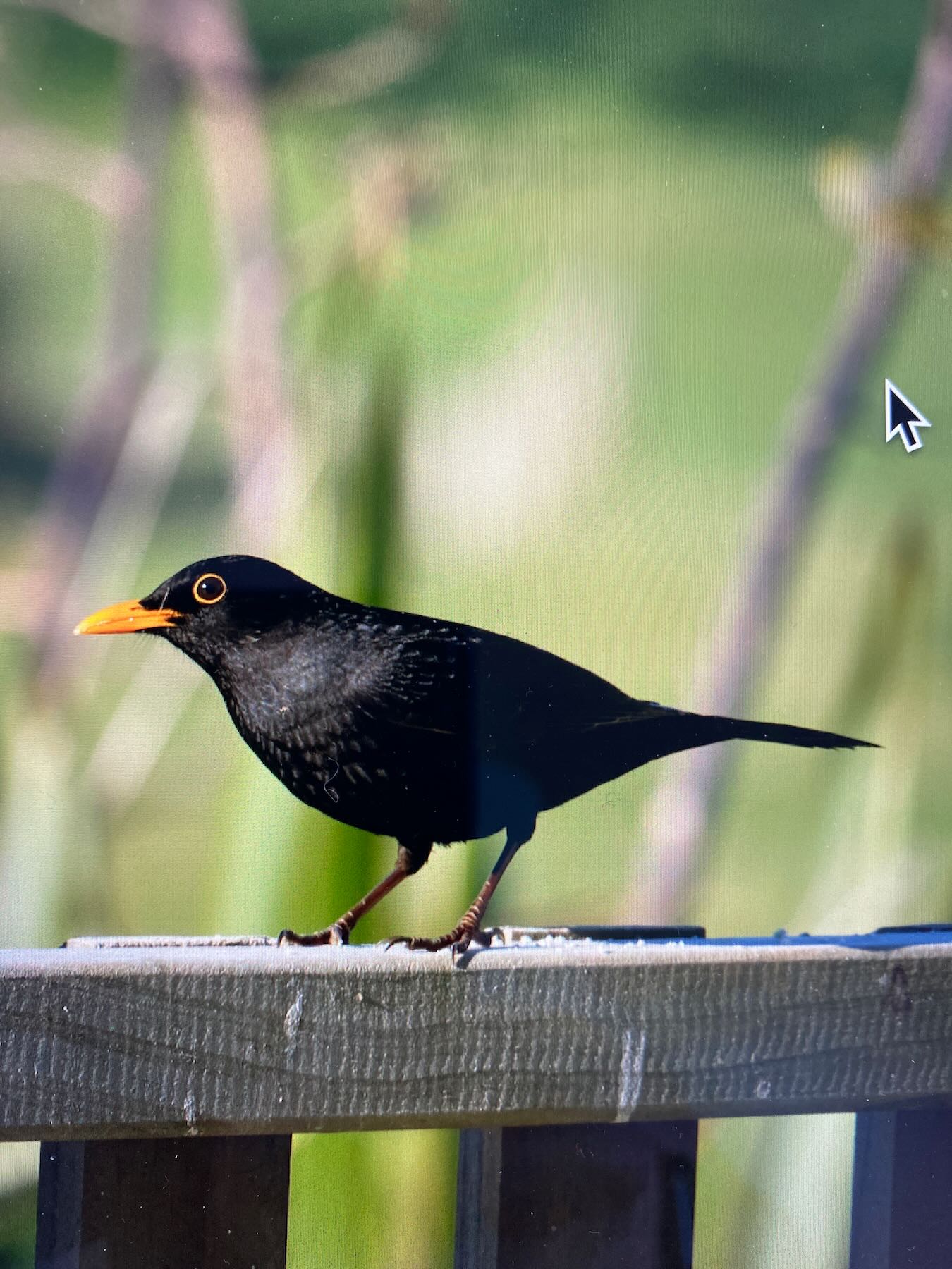Black bird on a railing. 