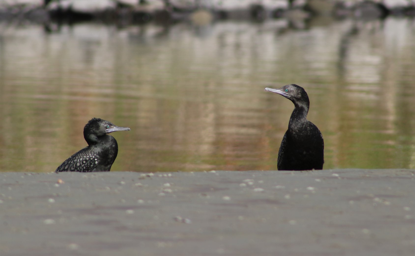 Two black shags by the river. 