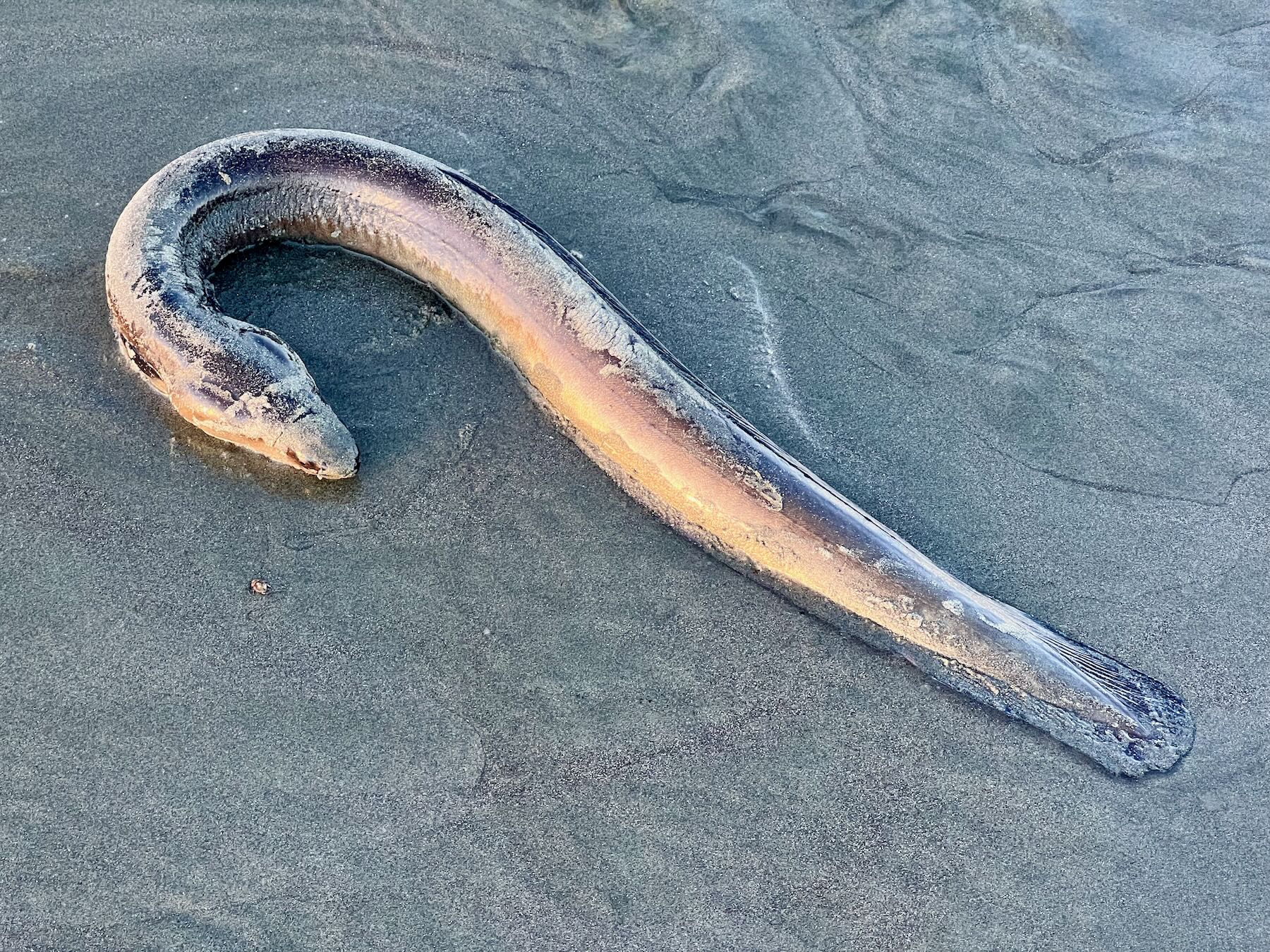 Dead eel in shallow water. 
