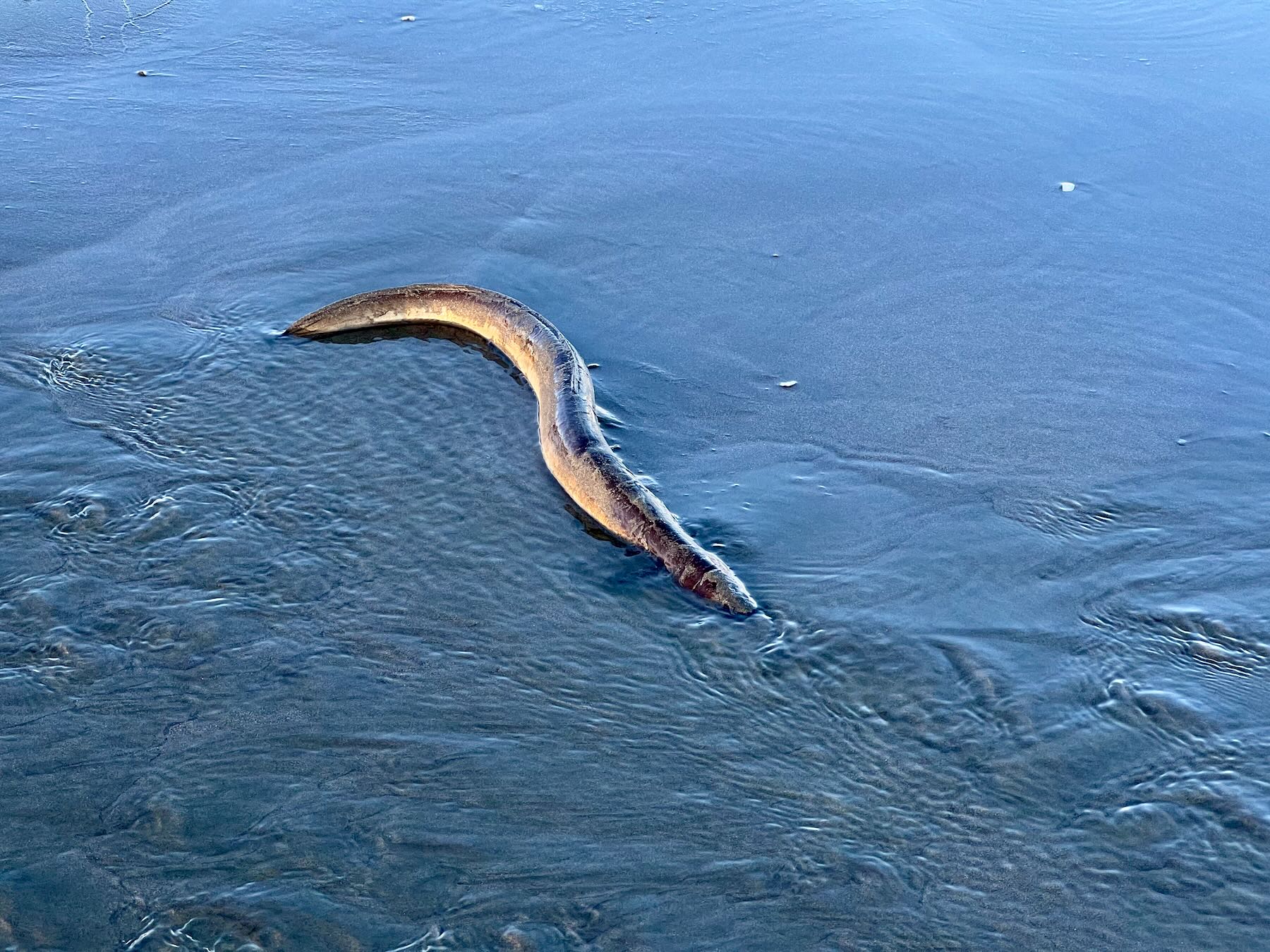 Dead eel in the stream. 
