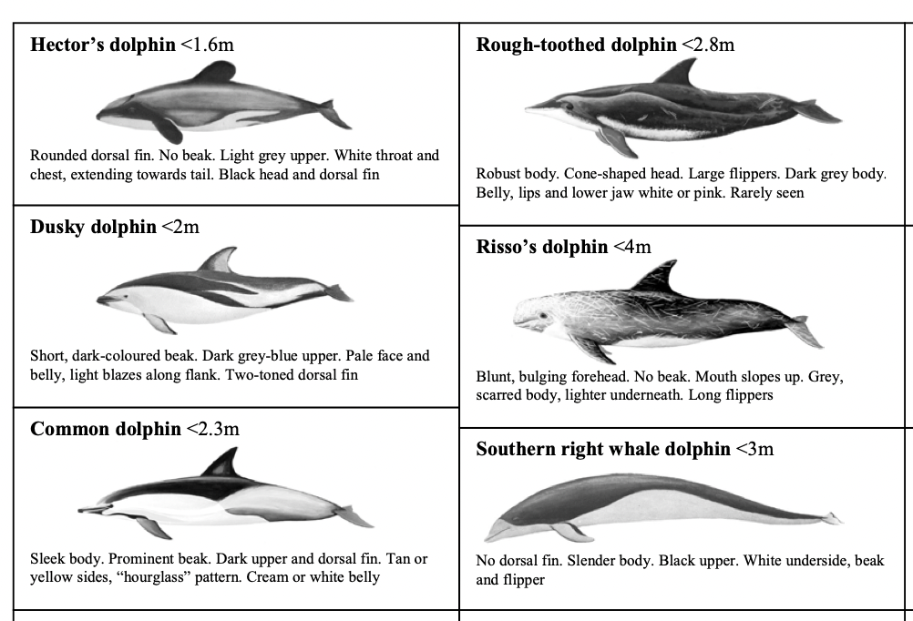 Partial screenshot of dolphin identification PDF. 