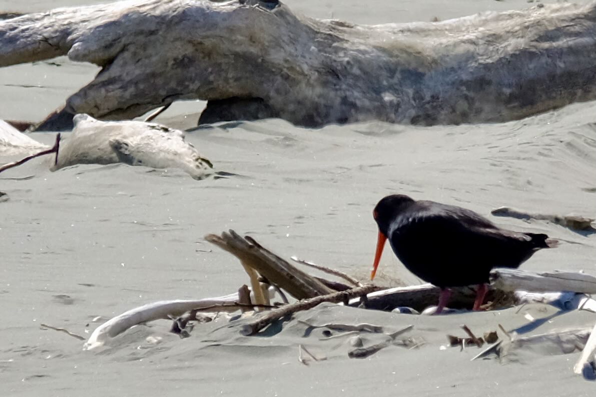 Oystercatcher on eggs amongst small pieces of driftwood. 
