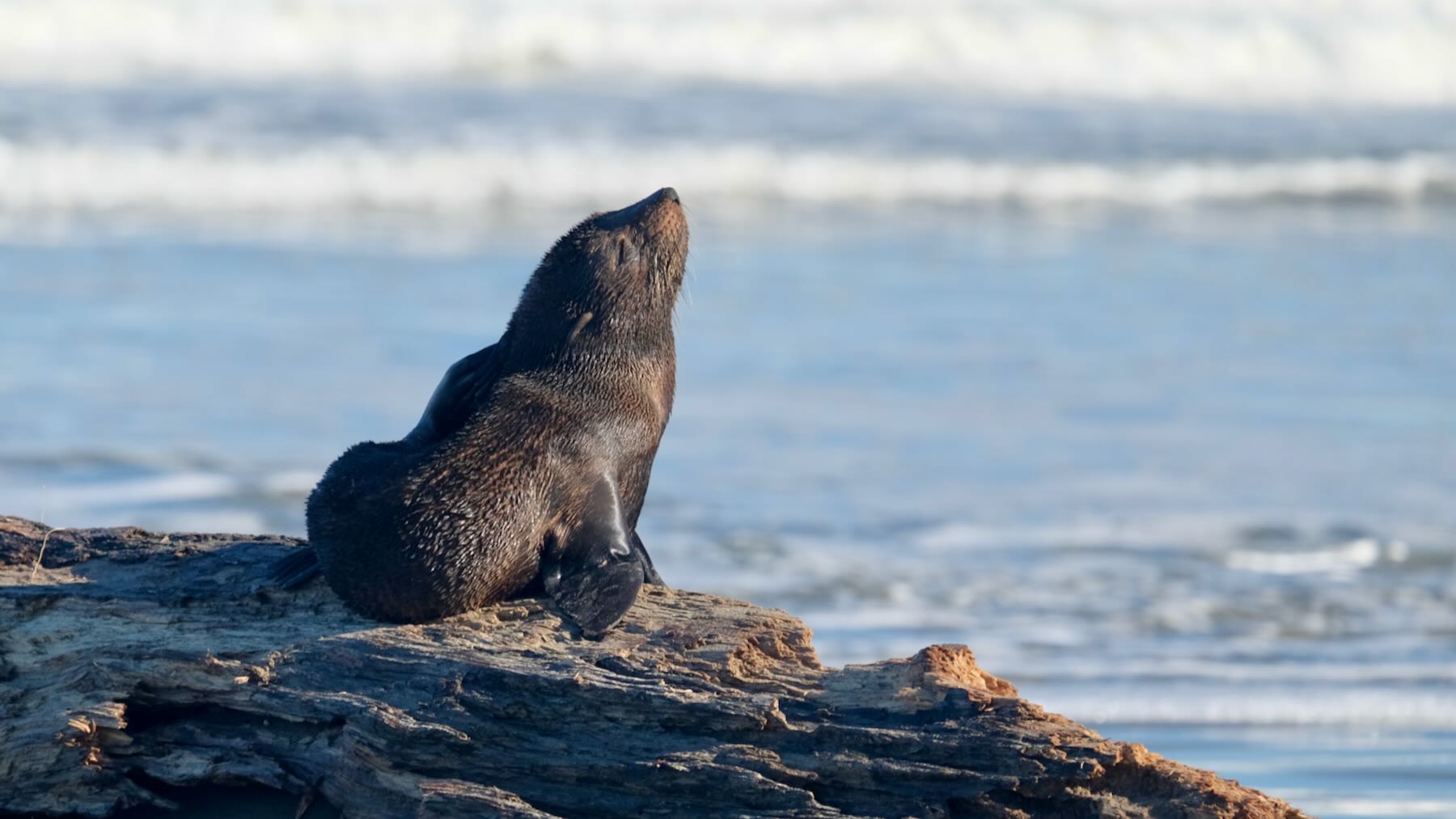 Seal pup perched on driftwood. 
