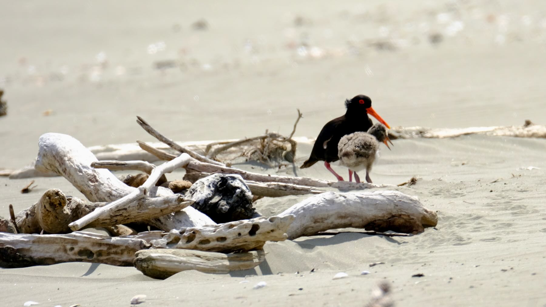 Oystercatcher with chick amongst small pieces of driftwood. 
