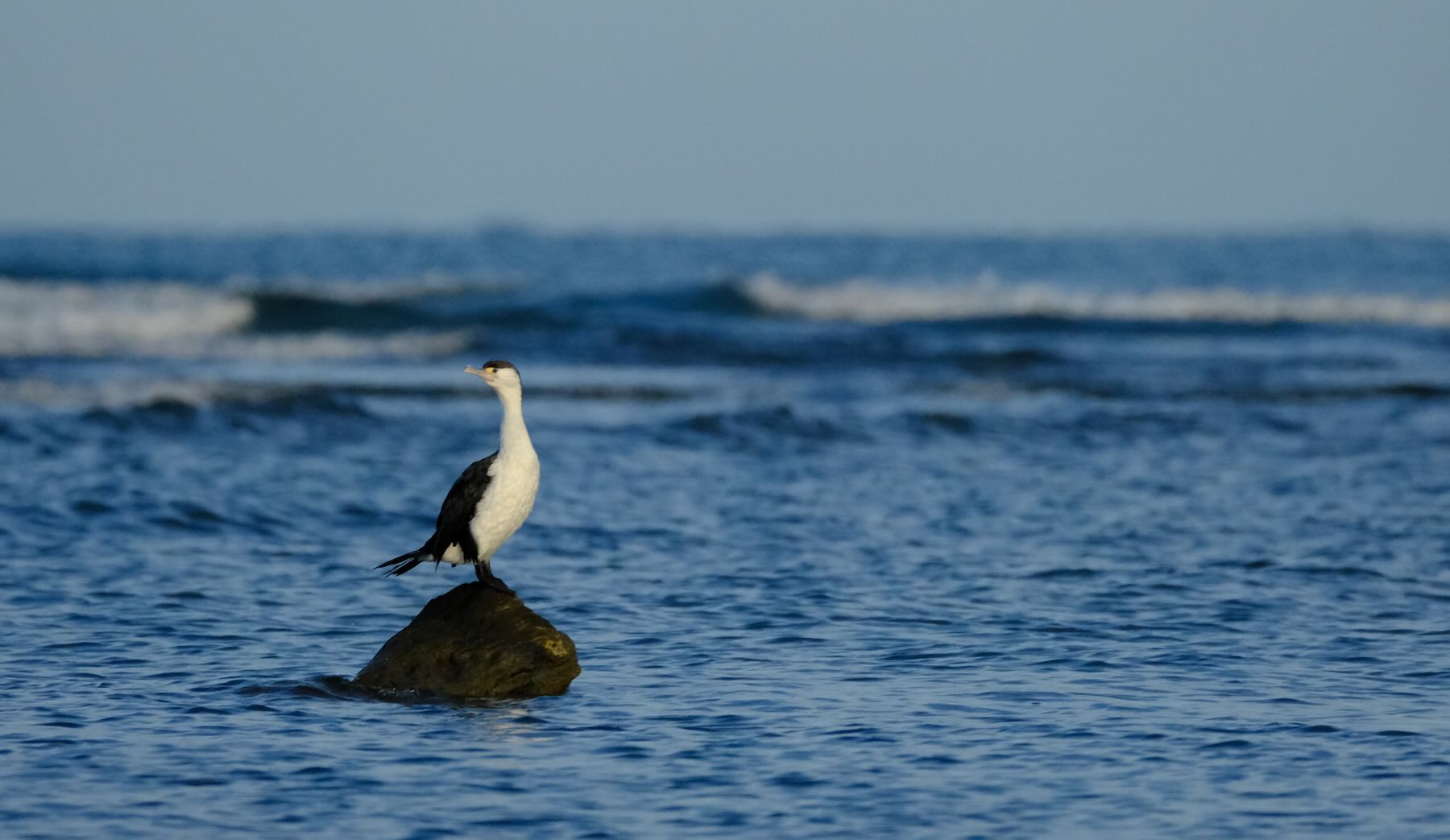 SHag perched on driftwood in the sea. 