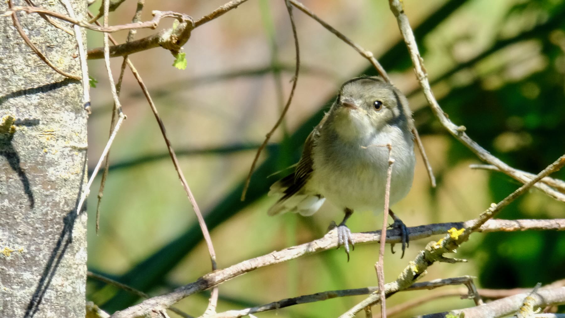 Small bird on a branch, facing the camera. 