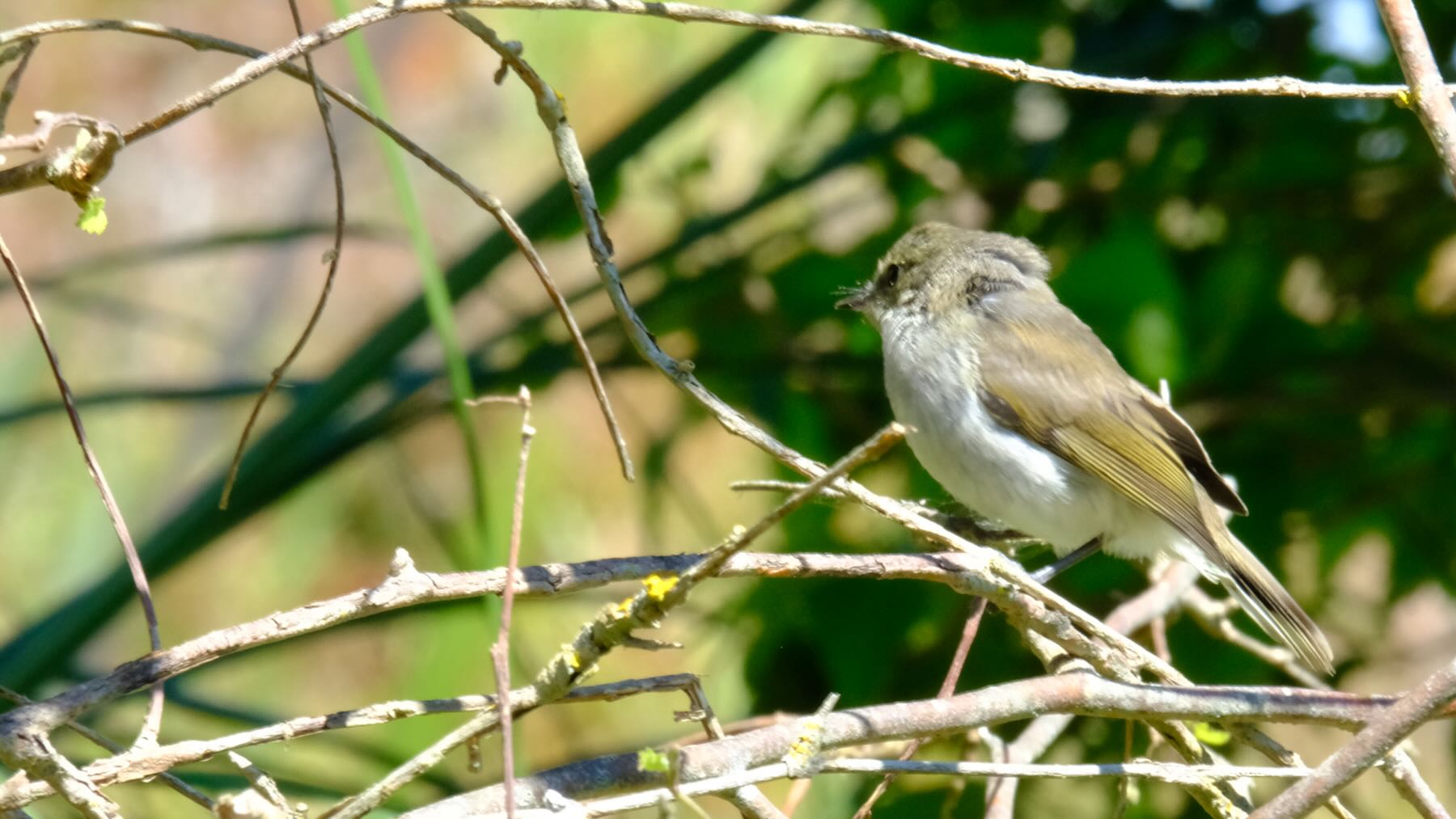 Small bird on branches. 