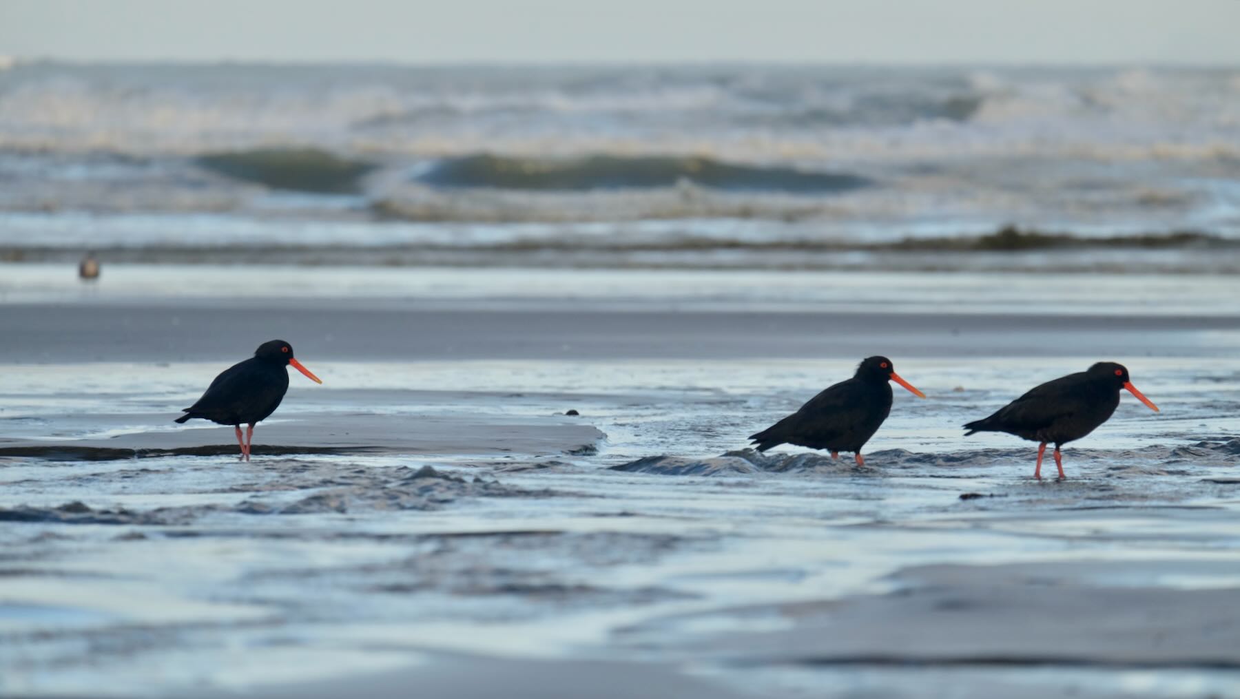 Medium size black birds with long orange beaks in shallow water. 