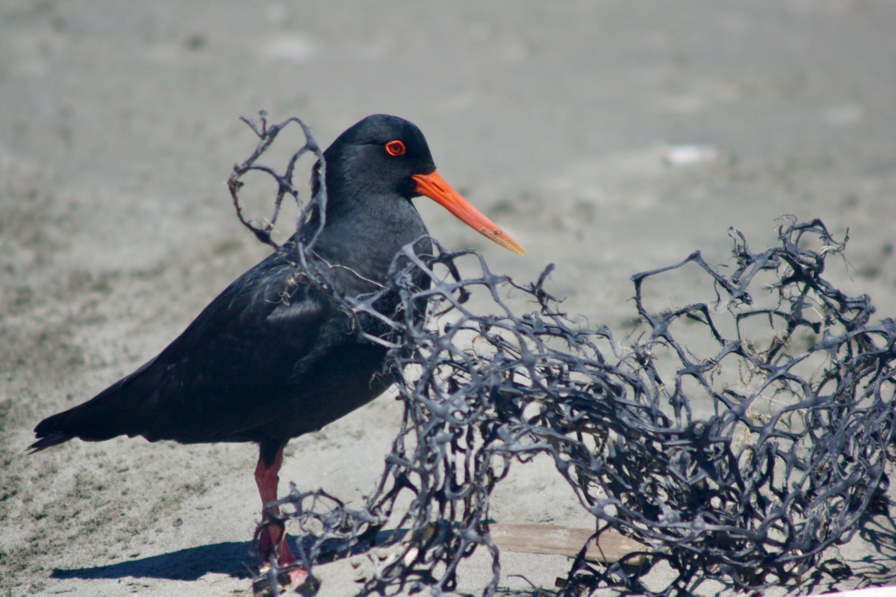 A chunky black bird with a bright orange bill. 