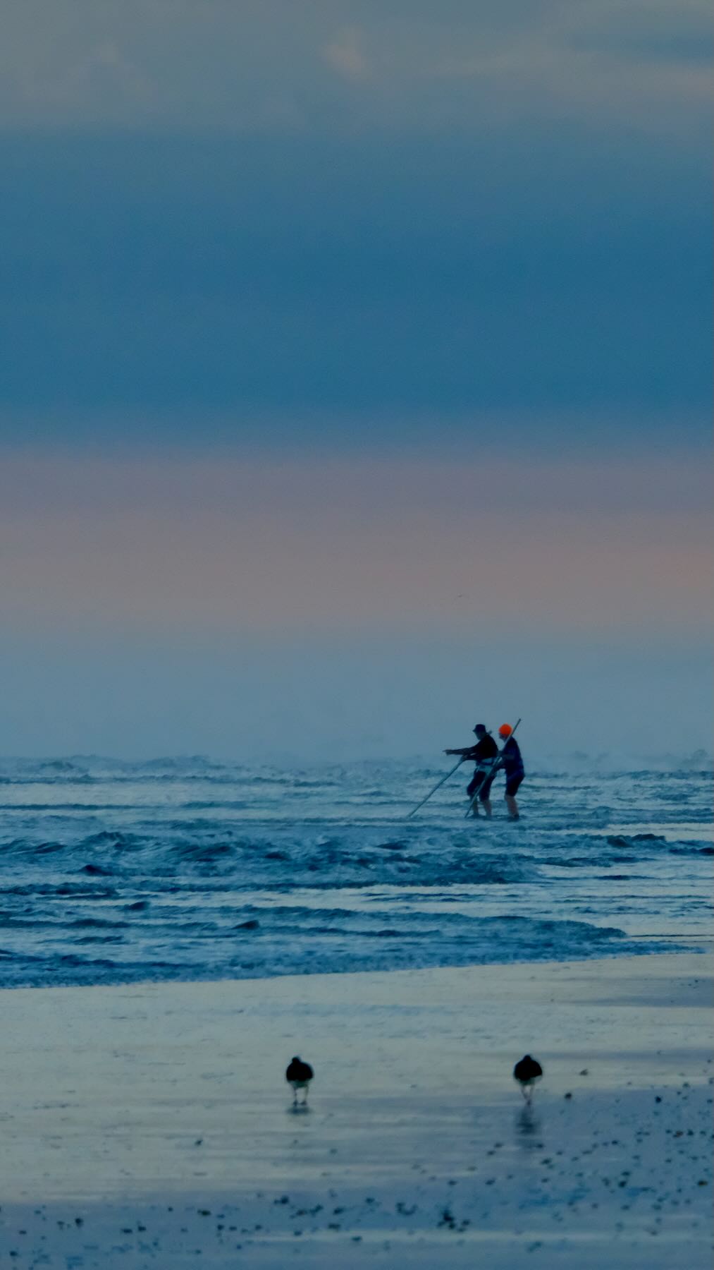 Two people in the surf, with a fishing net between them. Two birds in the foreground. 