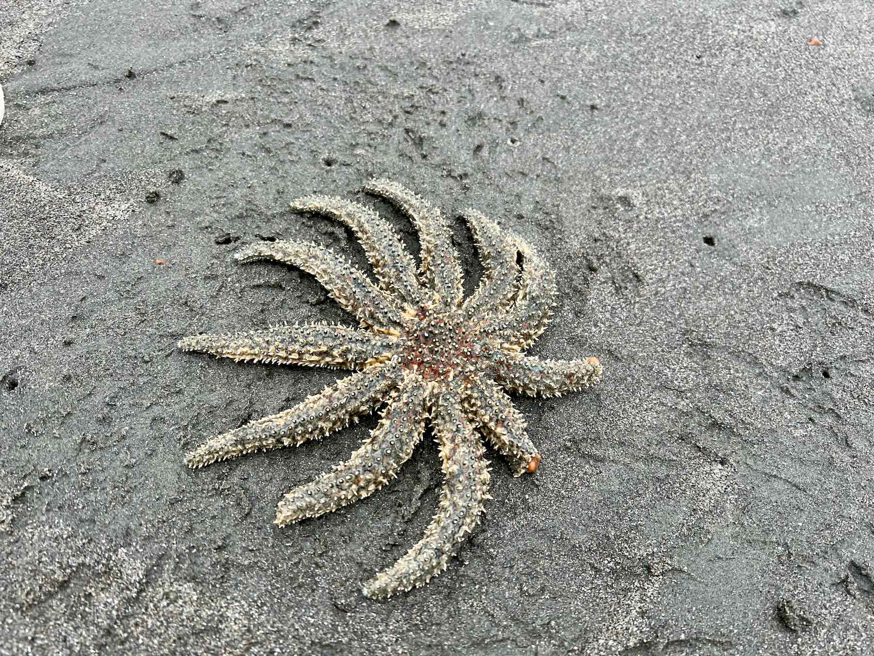 Eleven-Armed Sea Star, with one arm broken and two missing, on sand. 