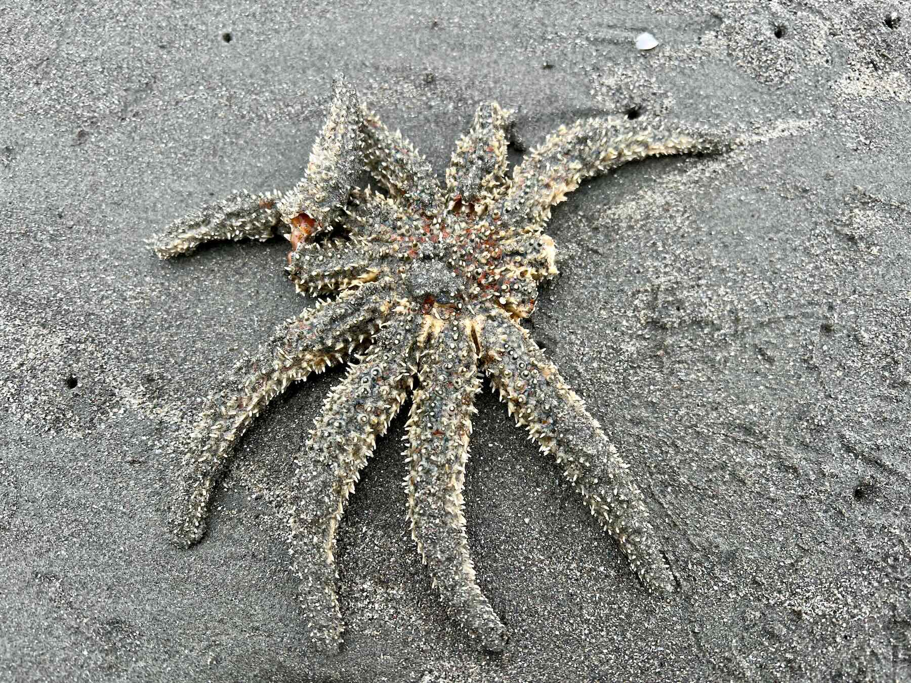 Eleven-Armed Sea Star, with two shortened arms, on sand. 